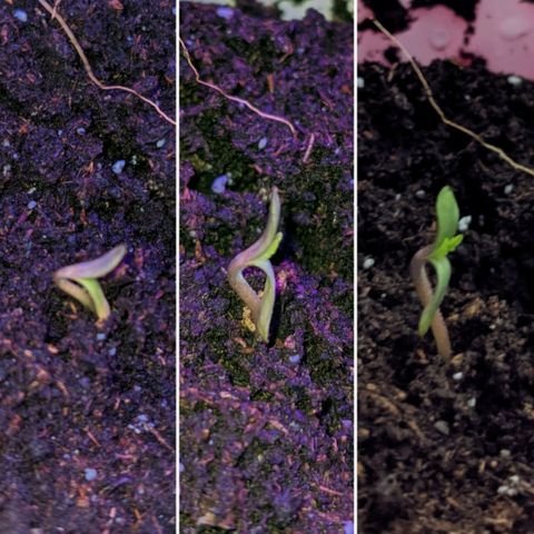 Dynamite 🍊 growlog timeline photo