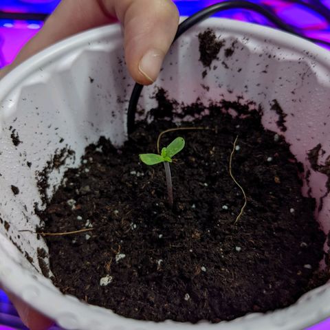 Dynamite 🍊 growlog timeline photo