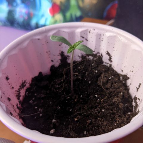 Dynamite 🍊 growlog timeline photo