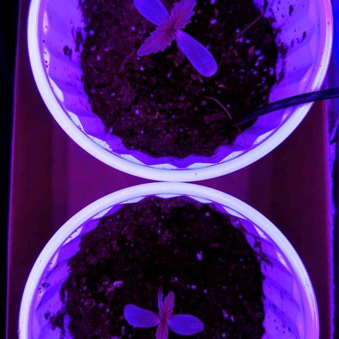 Dynamite 🍊 growlog timeline photo