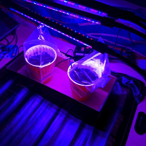 Dynamite 🍊 growlog timeline photo