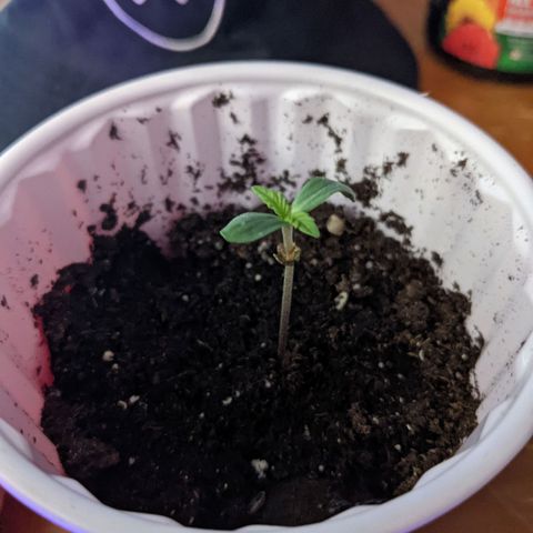 Dynamite #2 🍊 growlog timeline photo