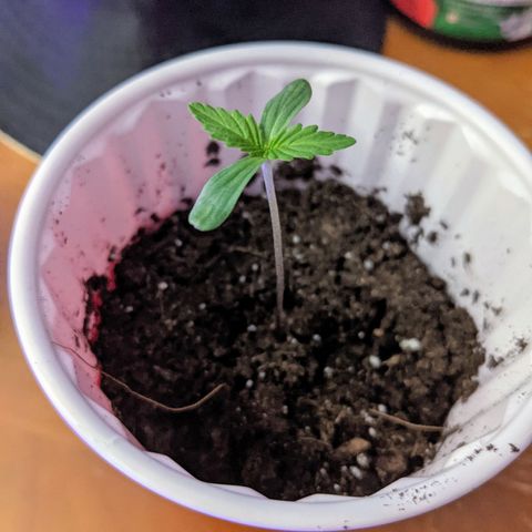Dynamite 🍊 growlog timeline photo