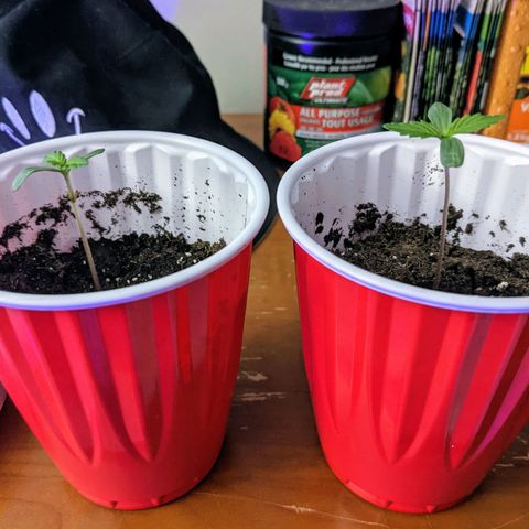 Dynamite #2 🍊 growlog timeline photo