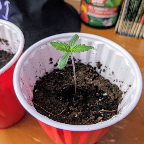 Dynamite 🍊 growlog timeline photo