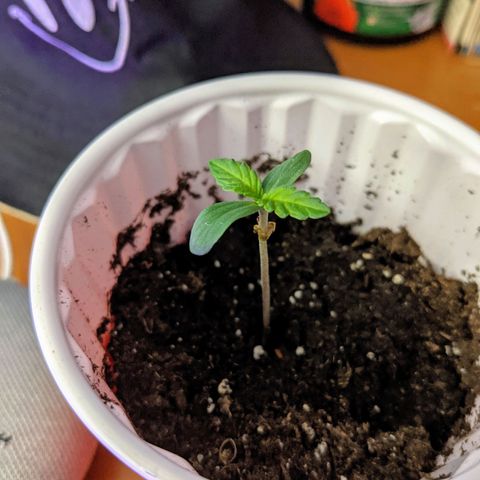 Dynamite #2 🍊 growlog timeline photo