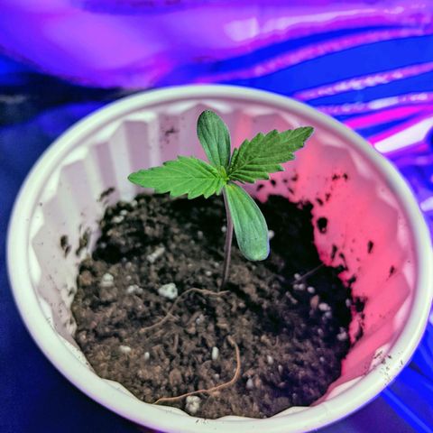 Dynamite 🍊 growlog photo: end of day