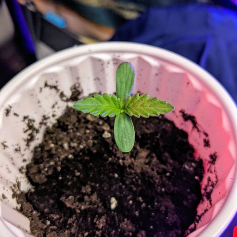 Dynamite #2 🍊 growlog photo: end of day