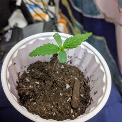 Dynamite 🍊 growlog timeline photo