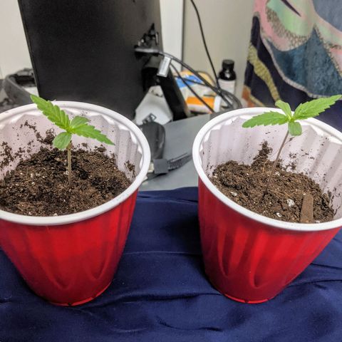 Dynamite 🍊 growlog timeline photo