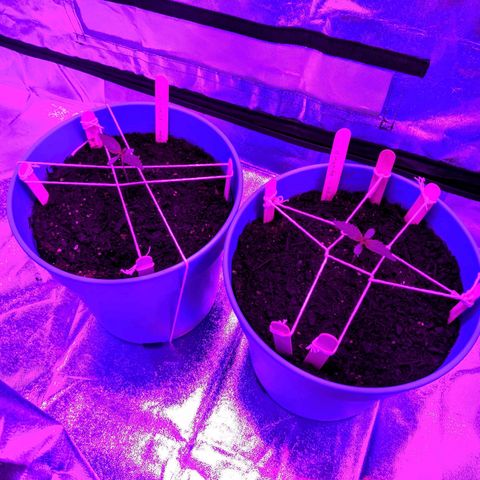 Dynamite 🍊 growlog timeline photo