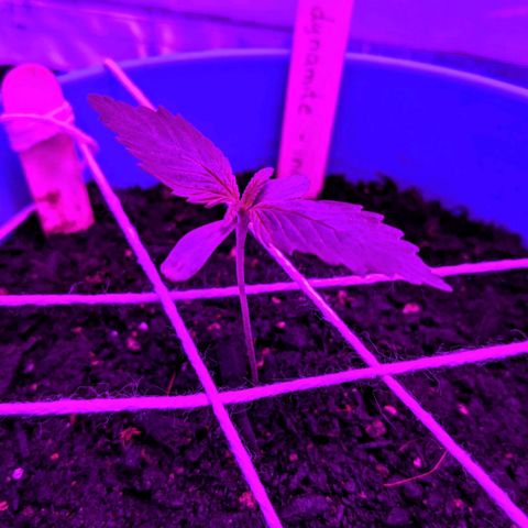 Dynamite 🍊 growlog timeline photo