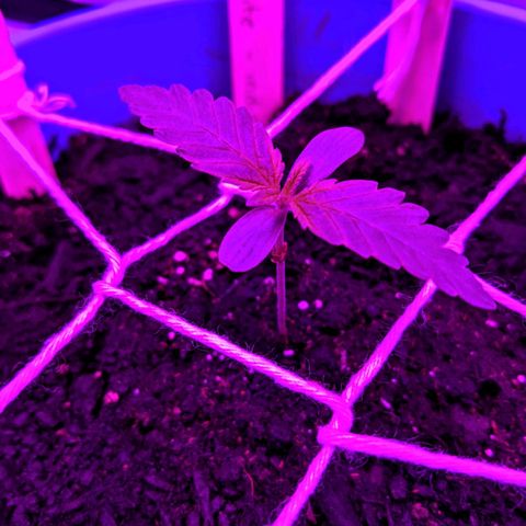 Dynamite #2 🍊 growlog timeline photo