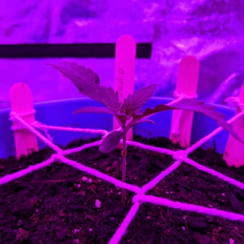 Dynamite #2 🍊 growlog timeline photo