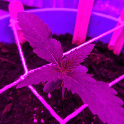 Dynamite #2 🍊 growlog timeline photo