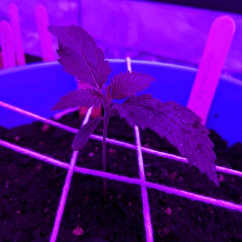 Dynamite 🍊 growlog timeline photo