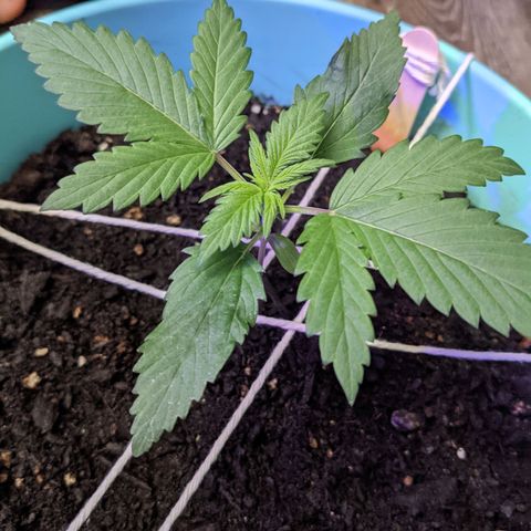 Dynamite 🍊 growlog timeline photo