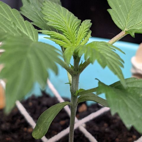 Dynamite 🍊 growlog timeline photo