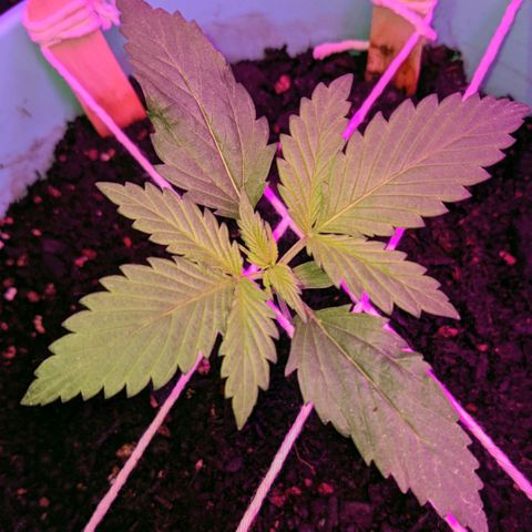 Dynamite 🍊 growlog photo: 02/14 💖
