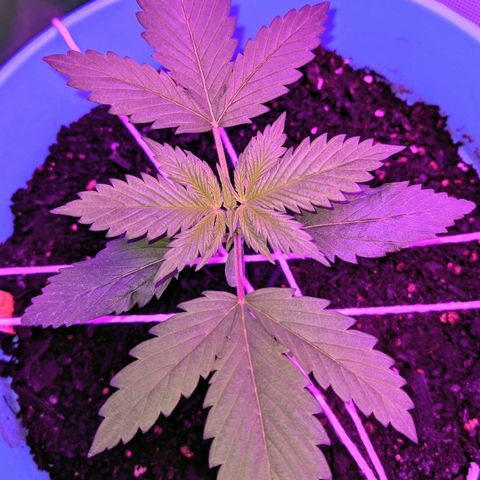 Dynamite 🍊 growlog timeline photo
