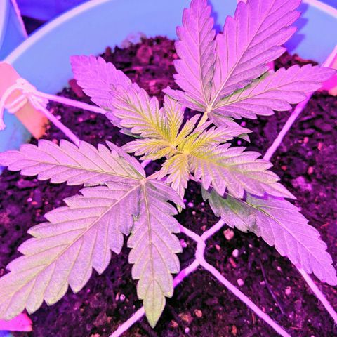 Dynamite #2 🍊 growlog timeline photo