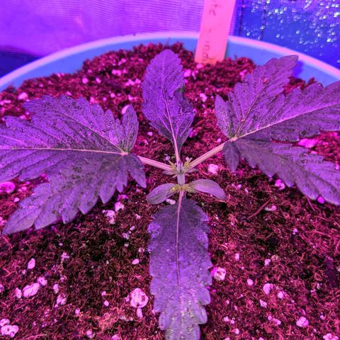 Dynamite #2 🍊 growlog photo: freshly topped