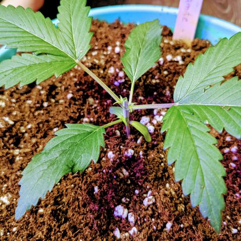 Dynamite 🍊 growlog timeline photo