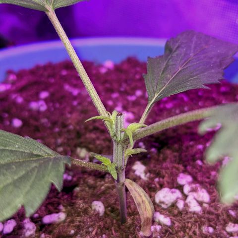 Dynamite 🍊 growlog timeline photo