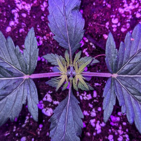 Dynamite #2 🍊 growlog timeline photo