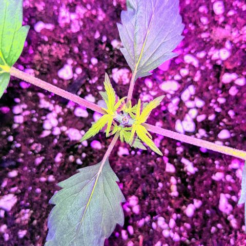 Dynamite 🍊 growlog timeline photo
