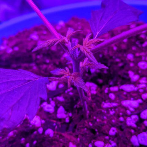 Dynamite 🍊 growlog timeline photo