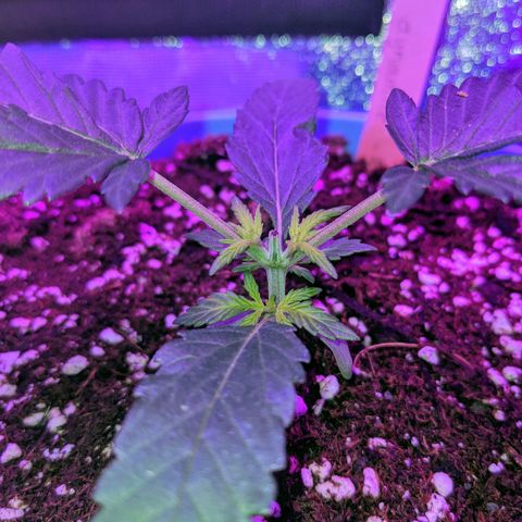 Dynamite #2 🍊 growlog timeline photo