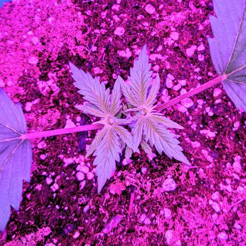 Dynamite 🍊 growlog timeline photo