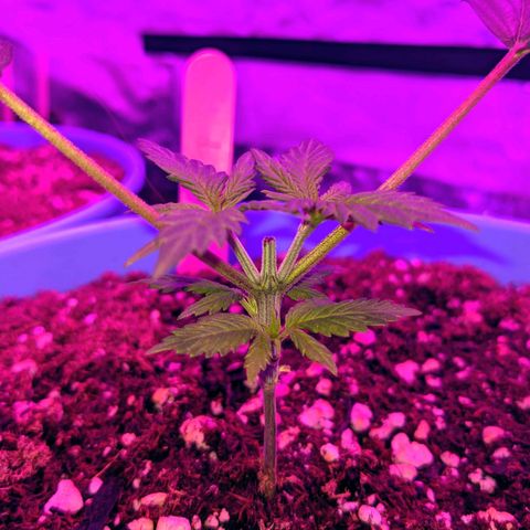 Dynamite 🍊 growlog timeline photo