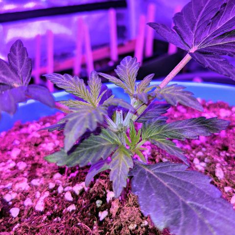Dynamite #2 🍊 growlog timeline photo