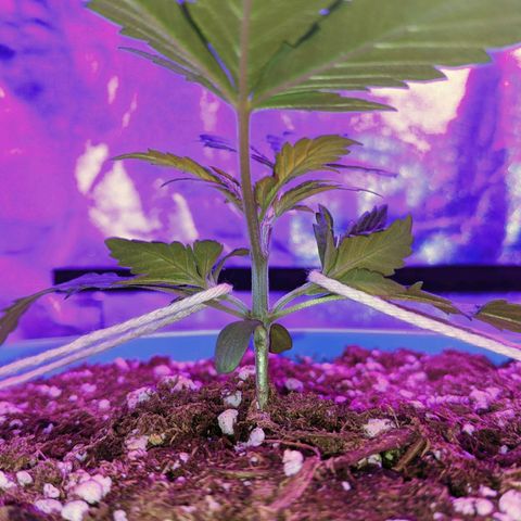 Dynamite #2 🍊 growlog timeline photo