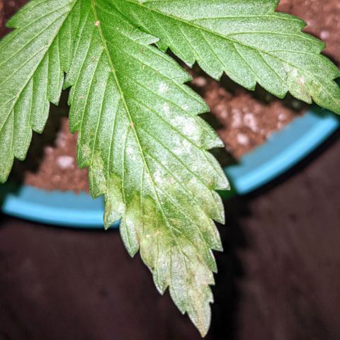 Dynamite 🍊 growlog photo: start of unknown ailment