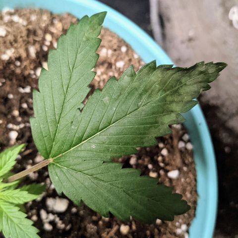 Dynamite 🍊 growlog timeline photo