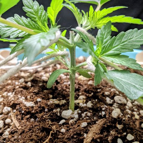Dynamite #2 🍊 growlog timeline photo