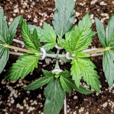 Dynamite #2 🍊 growlog timeline photo