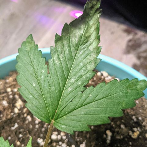 Dynamite 🍊 growlog timeline photo