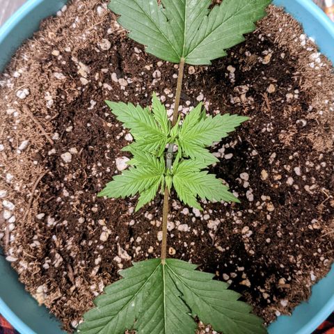 Dynamite 🍊 growlog timeline photo