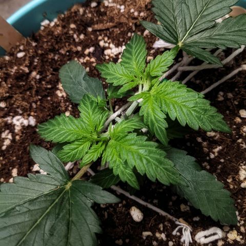 Dynamite #2 🍊 growlog timeline photo
