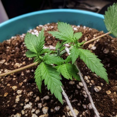 Dynamite 🍊 growlog timeline photo