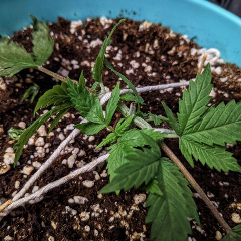Dynamite 🍊 growlog timeline photo