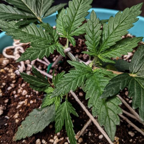 Dynamite #2 🍊 growlog timeline photo