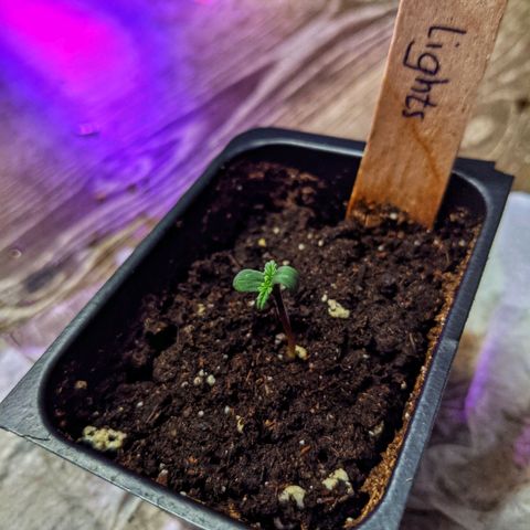 Auto Northern Lights 🌟 growlog timeline photo