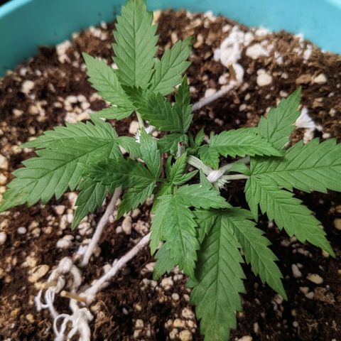 Dynamite 🍊 growlog timeline photo