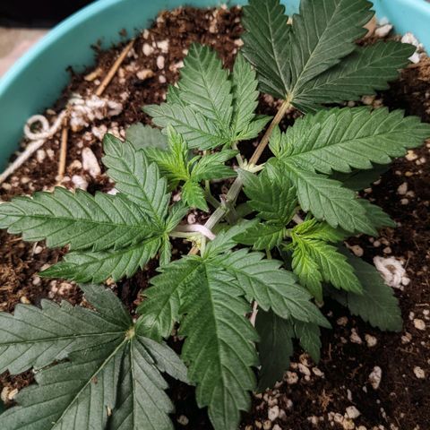 Dynamite #2 🍊 growlog timeline photo