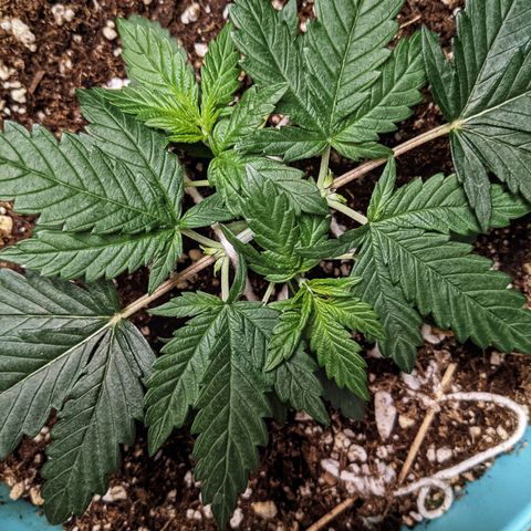 Dynamite #2 🍊 growlog timeline photo